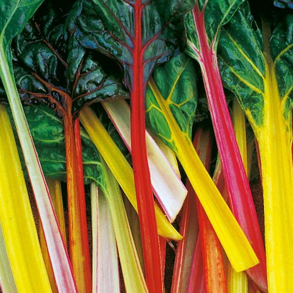 Rainbow Greens Seed Bundle