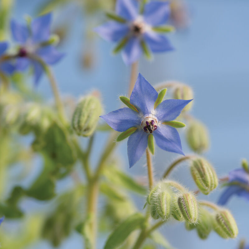 Edible Flower Seed Bundle
