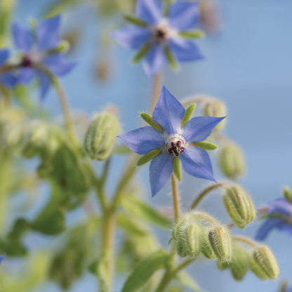 Edible Flower Seed Bundle