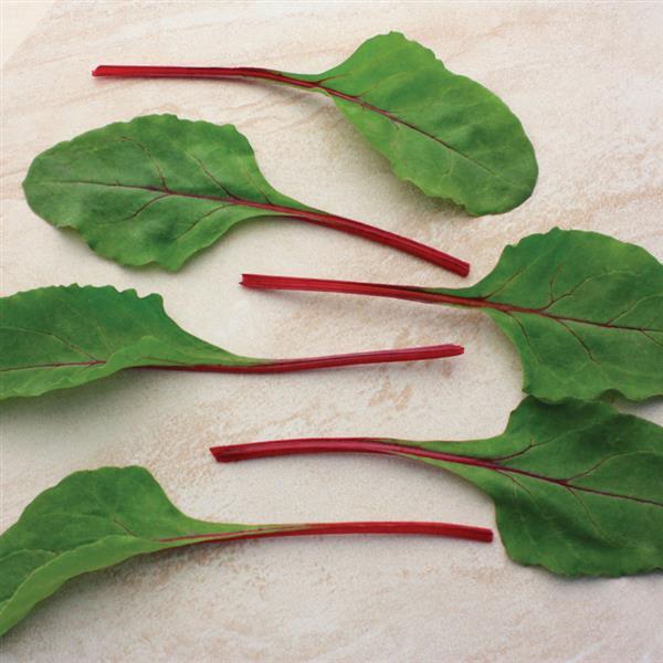 Rainbow Greens Seed Bundle