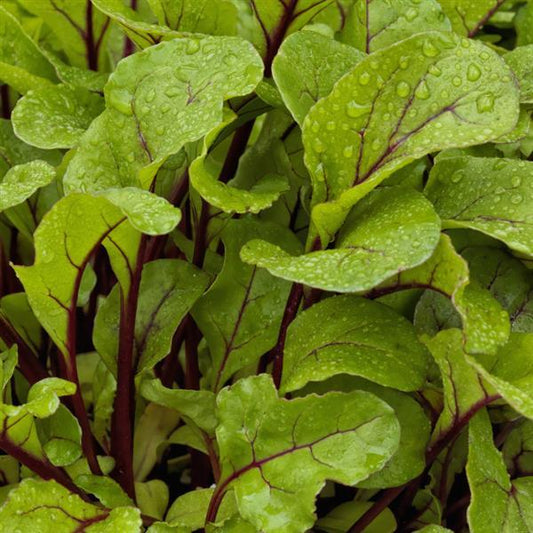 Rainbow Greens Seed Bundle