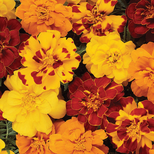 Edible Flower Seed Bundle