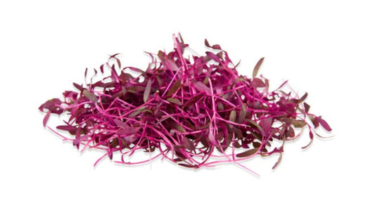 Microgreen Seed Bundle