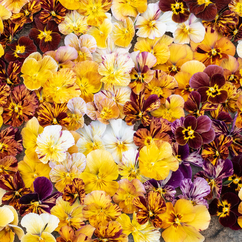 Edible Flower Seed Bundle