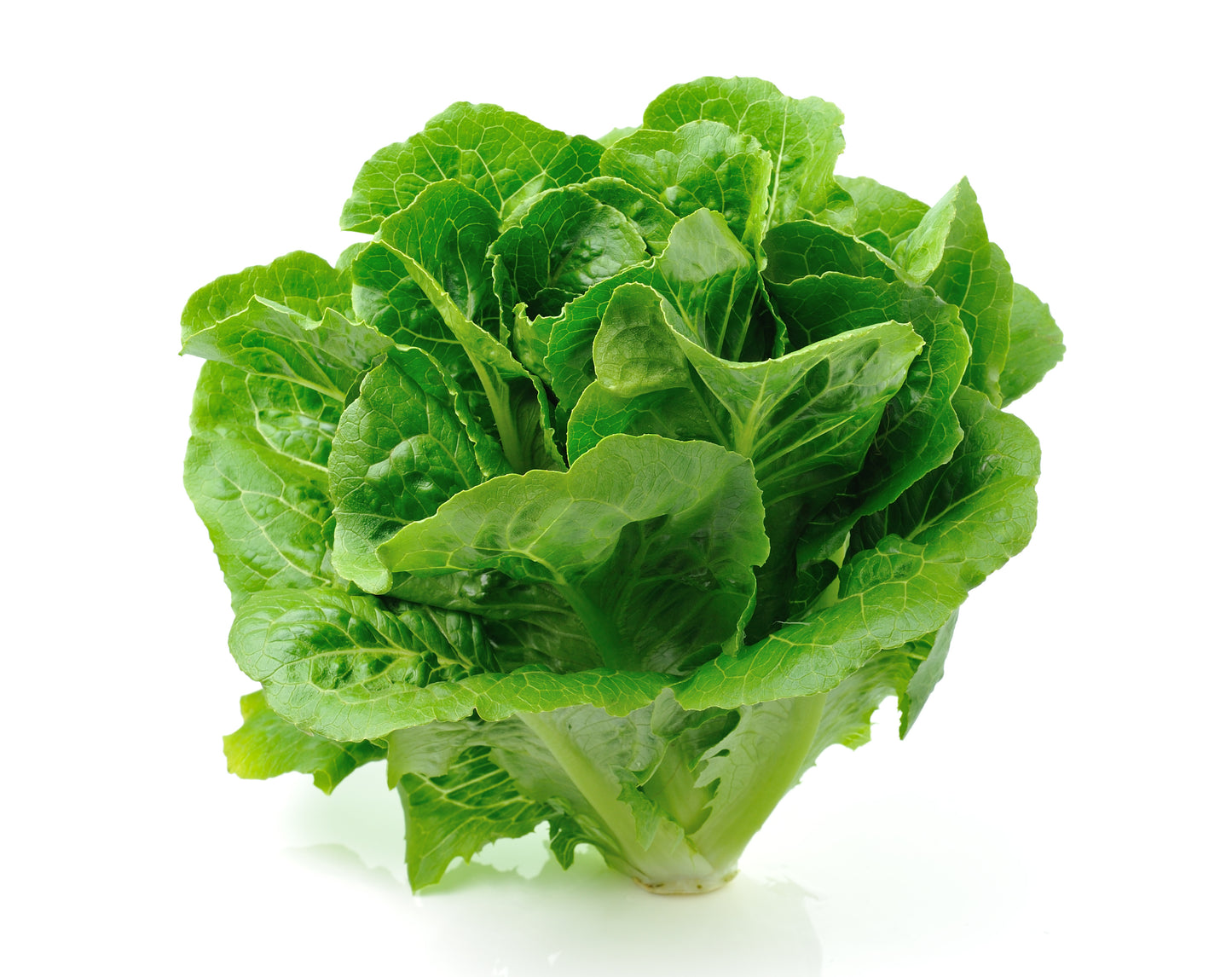 Salad Greens Seed Bundle