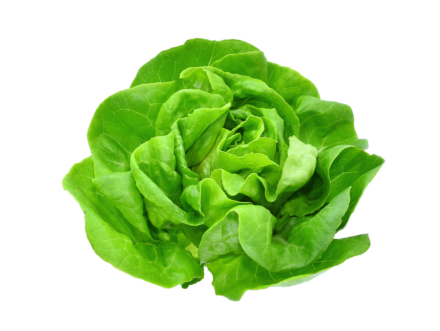 Salad Greens Seed Bundle