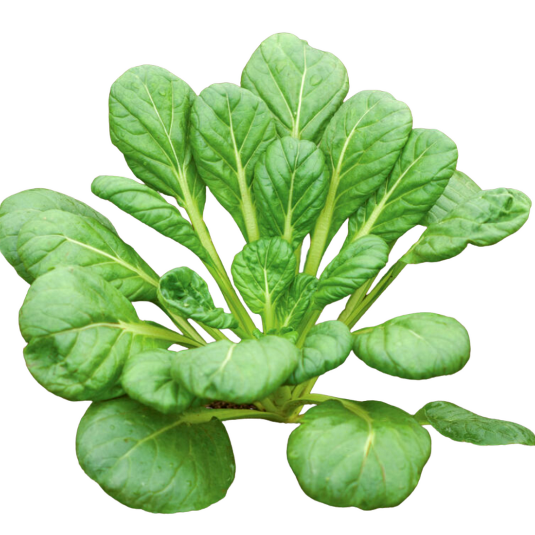 Global Brassicas Seed Bundle Fork Farms