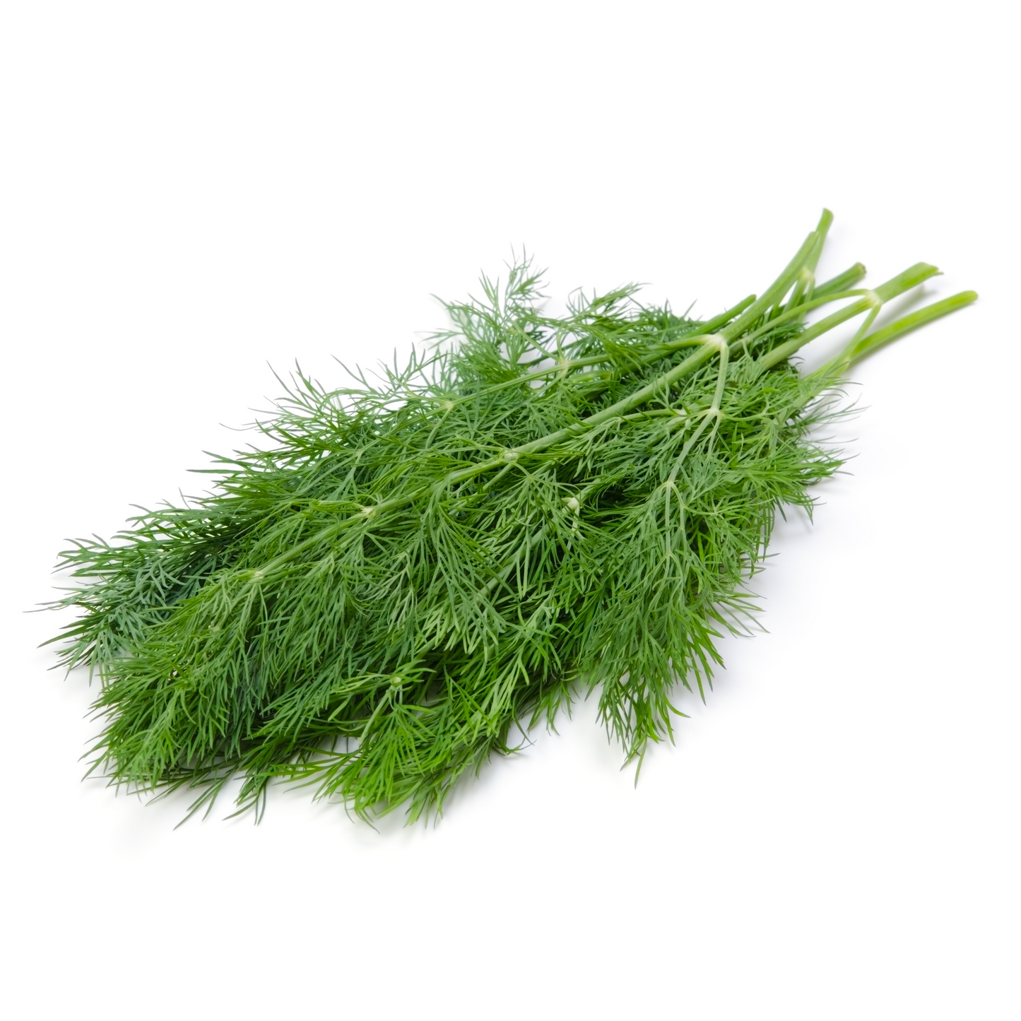 Classic Herb Seed Bundle